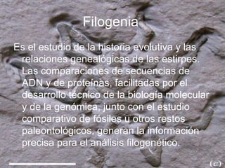 Filogenia  Es el estudio de la historia evolutiva y las relaciones genealógicas de las estirpes. Las comparaciones de secuencias de ADN y de proteínas, facilitadas por el desarrollo técnico de la biología molecular y de la genómica, junto con el estudio comparativo de fósiles u otros restos paleontológicos, generan la información precisa para el análisis filogenético.  