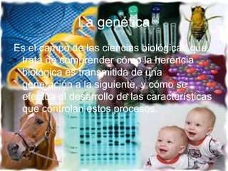 La genética Es el campo de las ciencias biológicas que trata de comprender cómo la herencia biológica es transmitida de una generación a la siguiente, y cómo se efectúa el desarrollo de las características que controlan estos procesos.  