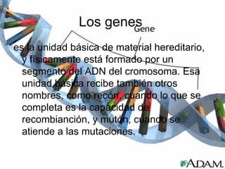 Los genes  es la unidad básica de material hereditario, y físicamente está formado por un segmento del ADN del cromosoma. Esa unidad básica recibe también otros nombres, como recón, cuando lo que se completa es la capacidad de recombianción, y mutón, cuando se atiende a las mutaciones. 