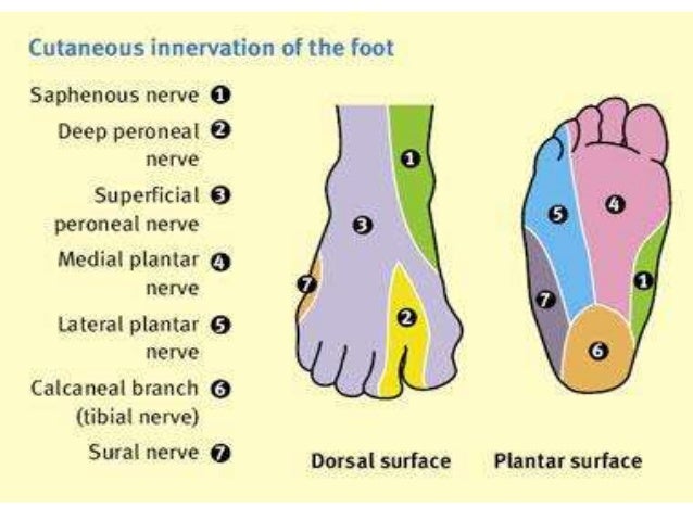 Cbl popliteal fossa;leg and foot