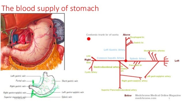 Cbl –stomach & duodenum