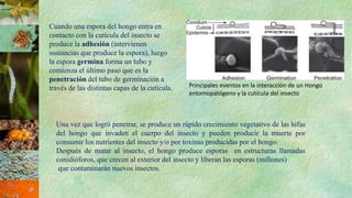 descripción de control biologico de plagas | PPTX