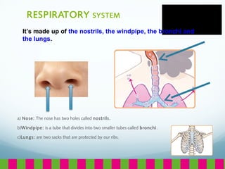 RESPIRATORY SYSTEM
a) Nose: The nose has two holes called nostrils.
b)Windpipe: is a tube that divides into two smaller tubes called bronchi.
c)Lungs: are two sacks that are protected by our ribs.
It’s made up of the nostrils, the windpipe, the bronchi and
the lungs.
 
