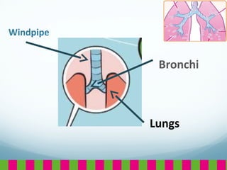 Windpipe
Bronchi
Lungs
 