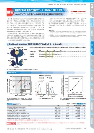 23Cosmo Bio News No.167お問い合わせ先　TEL：03-5632-9610　FAX：03-5632-9619　E-mail：mail@cosmobio.co.jp
室 冷 凍 凍 液窒室温保存 4℃保存 −20℃保存 −70℃保存 液体窒素−196℃保存 特
集
ク
ロ
マ
チ
ン
NEWPRODUCTS
TOPICS
細
胞
培
養
シ
グ
ナ
ル
伝
達
ウ
イ
ル
ス
ゲ
ノ
ム
編
集
核
酸
抽
出
免
疫
組
織
染
色
電
気
泳
動
ラン藻（Oscillatoria acuminata）由来の光活性化アデニル
酸シクラーゼ（OaPAC）改変型ベクターです。OaPACは、2つ
のサブユニットから成るホモ二量体であり、それぞれのサブユ
ニットは、BLUF（The sensor of blue-light using FAD）ドメ
インとAC（Adenylyl cyclase）ドメインから成っています。青
色光照射により細胞内セカンドメッセンジャーcAMP生成を
光強度依存的に誘導することができます。
OaPAC348およびOaPAC360は、いずれも暗所活性をも
たないため、硫黄細菌Beggiatoa由来bPAC使用時に必要とな
る完全暗室での光操作は不要です。さらに、野生型OaPACの
15～50倍高い光感度を有しています。
クローニングベクターは、大腸菌での選択マーカーとしてア
ンピシリン耐性遺伝子を含んでいます。また、AAVベクター
は、汎用性の高い血清型2で、PAC遺伝子の発現マーカーとし
て赤色蛍光タンパク質（RFP ; Ex555 nm/Em584 nm）を含
みます。
［関連文献］
1) Hirano et al. (2019) “The C-terminal region affects the activity of photoactivated
adenylyl cyclase from Oscillatoria acuminata.” Scientific Reports 9, Article number:
20262.
2) Ohki et al. (2016) “Structural insight into photoactivation of an adenylate cyclase
from a photosynthetic cyanobacterium.” PNAS 113 (24) 6659-6664.
Web検索 記事ID 37077  浜松ホトニクス株式会社 メーカー略号 HPK
品名※
品番 包装 希望販売価格 貯蔵
pmOaPAC348 for academic user BD1177A 10 µｇ ¥160,000 凍
pmOaPAC348 for commercial user BD1177 10 µｇ ご照会 凍
pmOaPAC360 for academic user BD1178A 10 µｇ ¥160,000 凍
pmOaPAC360 for commercial user BD1178 10 µｇ ご照会 凍
rAAV2_mOaPAC348 for academic user BD1179A 20 µL ¥180,000 凍
rAAV2_mOaPAC348 for commercial user BD1179 20 µL ご照会 凍
rAAV2_mOaPAC360 for academic user BD1180A 20 µL ¥180,000 凍
rAAV2_mOaPAC360 for commercial user BD1180 20 µL ご照会 凍
※品名についているOaPACの頭の「m」は、哺乳類コドンに最適化していることを示します。
NEW
細胞内cAMP生成の光操作ツール：OaPAC 348  360
cAMPシグナル伝達による細胞応答を光操作で誘導可能
図2　bPAC（Beggiatoa PAC）、OaPAC WTとC末端欠失
変異体の刺激青色光強度に対するcAMP依存的な発光量の
比較
図3　刺激光強度（µmol/m2
/s） 図4　cAMP依存的な発光積算量とEIAによる絶対濃度の相
関（HEK293細胞内）
製品データ
ご注意事項
： 浜松ホトニクス社商品のご注文に際しまして、研究材料使用同意書への同意が必要となります。詳細につきましては、コスモ・バイオWebをご確認く
ださい。
Oscillatoria acuminata由来の光活性化アデニル酸シクラーゼ（OaPAC）
図1　OaPACの構造とPACsおよびその改変体のC末端側アミノ酸配列
 