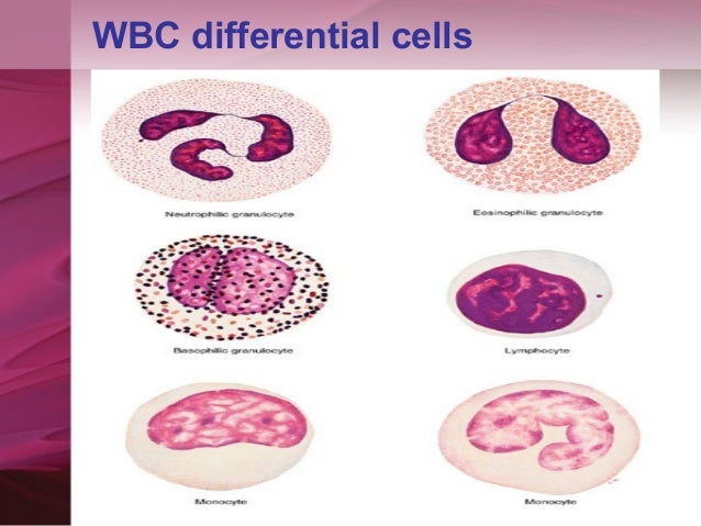 0 blood basophils test (3)complete Cbp picture blood