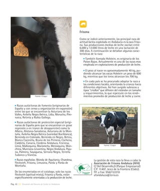 Frisona

                                                           Como se indicó anteriormente, las principal raza de
                                                           actitud láctea explotada en Andalucía es la raza Friso-
                                                           na. Sus producciones medias de leche oscilan entre
                                                           6.000 y 12.000 litros de leche en una lactación de
                                                           300 días. A continuación se detallan algunas carac-
                                                           terísticas de la raza:
                                                               También llamada Holstein, es originaria de los
                                                              Países Bajos. Actualmente es una de las razas mas
                                                              empleada en explotaciones de producción de leche.

                                                                El peso al nacer es aproximadamente 40 kg, pu-
                                                              diendo alcanzar las vacas Holstein un peso de 600
                                                              kg, mientras que los toros alcanzan los 700 kg.
                                                                En cada país se ha procurado adaptar la raza a
                                                              las condiciones locales, orientando la crianza hacia
                                                              diferentes objetivos. Así han surgido subrazas y
                                                              tipos "criollos" que difieren del estándar en tamaño
                                                              y requerimientos, lo que repercute en los rendi-
                           Fuente: Citagro                    mientos promedio de producción de leche y carne.


      Razas autóctonas de fomento (originarias de
    España y con censo y organización en expansión)
    entre las que se encuentran la Asturiana de los
    Valles, Avileña Negra Ibérica, Lidia, Morucha, Pire-
    naica, Retinta y Rubia Gallega.
      Razas autóctonas de protección especial (origi-
    narias de España pero que se encuentran en grave
    regresión o en trance de desaparición) como la
    Albera, Alistana-Sanabresa, Asturiana de la Mon-
    taña, Avileña-Negra Ibérica (variedad Bociblanca),
    Berrenda en Colorado, Berrenda en Negro, Betizu,
    Blanca Cacereña, Bruna de los Pirineos, Cachena,
    Caldéela, Canaria, Cárdena Andaluza, Frieiresa,
    Limiá, Mallorquina, Marismeña, Menorquina, Mon-                             Fuente: Citagro

    china, Murciana-Levantina, Negra Andaluza, Paju-
    na, Palmera, Sayaguesa, Serrana Negra, Terreña
    Tudanca y Vianesa.
      Razas españolas: Blonda de Aquitania, Charolesa,                 La gestión de esta raza la lleva a cabo la
    Fleckvieh, Frisona, Limusina, Parda y Parda de                     Asociación de Frisona Andaluza (AFA)
    Montaña.                                                           C/ Del Desarrollo,9 (Parque Empresarial)
                                                                       C.P. 11407, Jerez de la Frontera (Cádiz).
    De las enumeradas en el catalogo, solo las razas                   Tlf. y Fax: 956/153310
    Fleckvieh (aptitud mixta), Frisona y Parda, están                  afandaluza@terra.es
    específicamente orientadas a la producción de leche.

Pág. 10 | 02 Situación del Vacuno de Leche en Andalucía
 