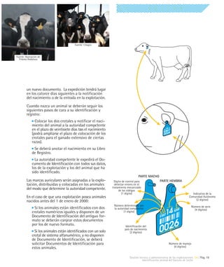 Fuente: Citagro



Fuente: Asociación de
  Frisona Andaluza




         un nuevo documento. La expedición tendrá lugar
         en los catorce días siguientes a la notificación
         del nacimiento o de la entrada en la explotación.
         Cuando nazca un animal se deberán seguir los
         siguientes pasos de cara a su identificación y
         registro:
               Colocar los dos crotales y notificar el naci-
             miento del animal a la autoridad competente
             en el plazo de veintisiete días tras el nacimiento
             (podrá ampliarse el plazo de colocación de los
             crotales para el ganado extensivo de ciertas
             razas).
              Se deberá anotar el nacimiento en su Libro
             de Registro.
               La autoridad competente le expedirá el Do-
             cumento de Identificación con todos sus datos,
             los de la explotación y los del animal que ha
             sido identificado.
                                                                                       PARTE MACHO
         Las marcas auriculares serán asignadas a la explo-         Dígito de control para               PARTE HEMBRA
         tación, distribuidas y colocadas en los animales           detectar errores en el
         del modo que determine la autoridad competente.          tratamiento mecanizado
                                                                        de los códigos
                                                                           (1 dígito)                                              Indicativo de la
         En el caso de que una explotación posea animales                                                                        Comunidad Autónoma
                                                                                                                                      (2 dígitos)
         nacidos antes del 1 de enero de 2000:
                                                                   Número determinado por                                          Número de serie
               Si los animales están identificados con dos         la autoridad competente                                           (4 dígitos)
             crotales numéricos iguales y disponen de un                   (1 dígito)
             Documento de Identificación del antiguo for-
             mato se deberán canjear estos documentos
             por los de nuevo formato.                                       Identificación del
                                                                            país de nacimiento
               Si los animales están identificados con un solo                   (2 dígitos)
             crotal de sistema alfanumérico, y no disponen
             de Documento de Identificación, se deberá
             solicitar Documentos de Identificación para                                                        Número de manejo
             estos animales.                                                                                       (4 dígitos)


                                                                                Gestión técnica y administrativa de las explotaciones 04 | Pág. 19
                                                                                          Identificación animal del Vacuno de Leche
 
