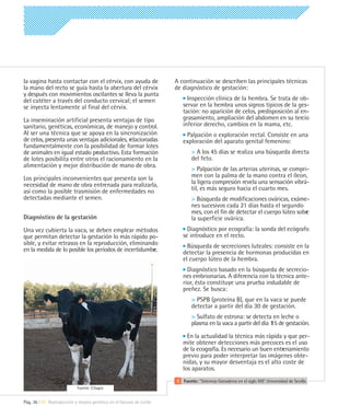 la vagina hasta contactar con el cérvix, con ayuda de               A continuación se describen las principales técnicas
la mano del recto se guía hasta la abertura del cérvix              de diagnóstico de gestación:
y después con movimientos oscilantes se lleva la punta
del catéter a través del conducto cervical; el semen                     Inspección clínica de la hembra. Se trata de ob-
se inyecta lentamente al final del cérvix.                             servar en la hembra unos signos típicos de la ges-
                                                                       tación: no aparición de celos, predisposición al en-
La inseminación artificial presenta ventajas de tipo                   grasamiento, ampliación del abdomen en su tercio
sanitario, genéticas, económicas, de manejo y control.                 inferior derecho, cambios en la mama, etc.
Al ser una técnica que se apoya en la sincronización                    Palpación o exploración rectal. Consiste en una
de celos, presenta unas ventajas adicionales, relacionadas             exploración del aparato genital femenino:
fundamentalmente con la posibilidad de formar lotes
de animales en igual estado productivo. Esta formación                     > A los 45 días se realiza una búsqueda directa
de lotes posibilita entre otros el racionamiento en la                     del feto.
alimentación y mejor distribución de mano de obra.
                                                                           > Palpación de las arterias uterinas, se compri-
Los principales inconvenientes que presenta son la                         men con la palma de la mano contra el íleon,
necesidad de mano de obra entrenada para realizarla,                       la ligera compresión revela una sensación vibrá-
así como la posible trasmisión de enfermedades no                          til, es más seguro hacia el cuarto mes.
detectadas mediante el semen.                                              > Búsqueda de modificaciones ováricas, exáme-
                                                                           nes sucesivos cada 21 días hasta el segundo
                                                                           mes, con el fin de detectar el cuerpo lúteo sobre
Diagnóstico de la gestación                                                la superficie ovárica.
Una vez cubierta la vaca, se deben emplear métodos                       Diagnóstico por ecografía: la sonda del ecógrafo
que permitan detectar la gestación lo más rápido po-                   se introduce en el recto.
sible, y evitar retrasos en la reproducción, eliminando                  Búsqueda de secreciones luteales: consiste en la
en la medida de lo posible los períodos de incertidumbr
                                                      e.               detectar la presencia de hormonas producidas en
                                                                       el cuerpo lúteo de la hembra.
                                                                         Diagnóstico basado en la búsqueda de secrecio-
                                                                       nes embrionarias. A diferencia con la técnica ante-
                                                                       rior, ésta constituye una prueba indudable de
                                                                       preñez. Se busca:
                                                                           > PSPB (proteína B), que en la vaca se puede
                                                                           detectar a partir del día 30 de gestación.
                                                                           > Sulfato de estrona: se detecta en leche o
                                                                           plasma en la vaca a partir del día 1 de gestación.
                                                                                                              15
                                                                         En la actualidad la técnica más rápida y que per-
                                                                       mite obtener detecciones más precoces es el uso
                                                                       de la ecografía. Es necesario un buen entrenamiento
                                                                       previo para poder interpretar las imágenes obte-
                                                                       nidas, y su mayor desventaja es el alto coste de
                                                                       los aparatos.
                                                                       Fuente: “Sistemas Ganaderos en el siglo XXI”. Universidad de Sevilla
                           Fuente: Citagro


Pág. 36 | 07 Reproducción y mejora genética en el Vacuno de Leche
 