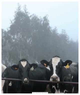 Fuente: Asociación de Frisona Andaluza
 