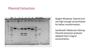 Identification of virulence factors of contagious bovine pleuropneumonia causing bovine epithelial cell death by whole genome mutagenesis