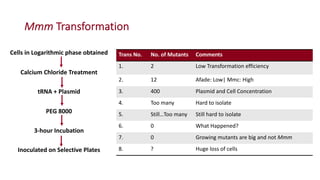 Identification of virulence factors of contagious bovine pleuropneumonia causing bovine epithelial cell death by whole genome mutagenesis