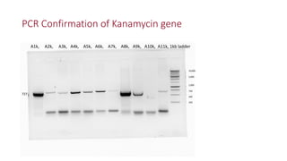 PCR Confirmation of Kanamycin gene
A1k, A2k, A3k, A4k, A5k, A6k, A7k, A8k, A9k, A10k, A11k, 1kb ladder
10,000
5,000
1,000
...