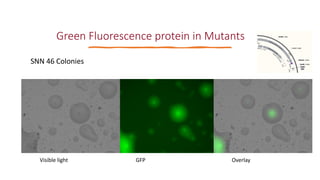 Identification of virulence factors of contagious bovine pleuropneumonia causing bovine epithelial cell death by whole genome mutagenesis