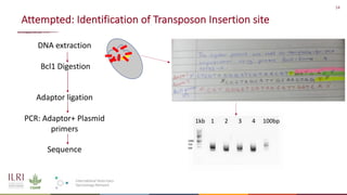 Identification of virulence factors of contagious bovine pleuropneumonia causing bovine epithelial cell death by whole genome mutagenesis