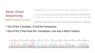 Identification of virulence factors of contagious bovine pleuropneumonia causing bovine epithelial cell death by whole genome mutagenesis