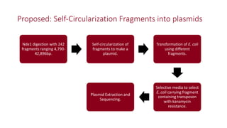 Identification of virulence factors of contagious bovine pleuropneumonia causing bovine epithelial cell death by whole genome mutagenesis