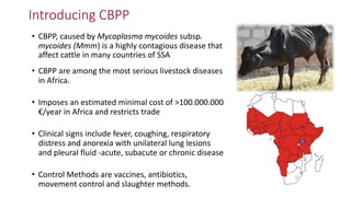 Identification of virulence factors of contagious bovine pleuropneumonia causing bovine epithelial cell death by whole genome mutagenesis