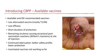Identification of virulence factors of contagious bovine pleuropneumonia causing bovine epithelial cell death by whole genome mutagenesis