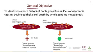Identification of virulence factors of contagious bovine pleuropneumonia causing bovine epithelial cell death by whole genome mutagenesis