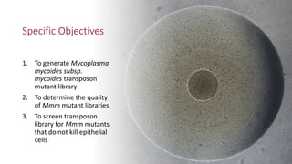 Specific Objectives
1. To generate Mycoplasma
mycoides subsp.
mycoides transposon
mutant library
2. To determine the quali...