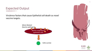 Identification of virulence factors of contagious bovine pleuropneumonia causing bovine epithelial cell death by whole genome mutagenesis