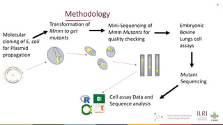 Identification of virulence factors of contagious bovine pleuropneumonia causing bovine epithelial cell death by whole genome mutagenesis