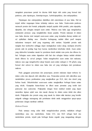 mengalami pencernaan parsial itu dicerna lebih lanjut oleh enzim yang berasal dari
pankreas, yaitu tripsinogen, kimotripsinogen, karboksipeptidase, dan endopeptidase.
Tripsinogen dan endopeptidase diaktifkan oleh enterokinase di usus halus. Hal ini
terjadi akibat rangsangan kimus terhadap mukosa usus halus. Enzim-enzim pankreas
memecah protein dari bentuk polipeptida menjadi peptida lebih pendek, yaitu tripeptida,
dipeptida, dan sebagian menjadi asam amino. Mukosa usus halus juga mengeluarkan
enzimenzim protease yang menghidrolisis ikatan peptida. Protein makanan di dalam
usus halus dicerna total menjadi asam-asam amino yang kemudian diserap melalui sel-
sel epithelium dinding usus. Absorbsi berlangsung melalui difusi pasif maupun
mekanisme transport aktif yang tergantung oleh natrium. Sejumlah protein utuh
mungkin ikut terabsorbsi sehingga dapat meningkatkan reaksi alergi, meskipun absorbsi
protein utuh ini penting bagi bayi karena memberikan kekebalan tubuh. Asam amino
yang diabsorbsi kemudian masuk ke peredaran darah melalui vena porta dan dibawa ke
hati. Sebagian asam amino digunakan oleh hati dan sebagian lainnya melalui sirkulasi
darah dibawa ke sel-sel jaringan. Selain mengabsorbsi asam amino dari makanan,
mukosa usus juga mengabsorbsi cukup banyak asam amino endogen (± 80 g/hari), yang
berasal dari sekresi ke dalam usus halus dan sel yang terkelupas dari permukaan
mukosa.
Pada gangguan pencernaan dan penyerapan, protein makanan dapat terbawa ke
dalam colon dan dipecah oleh mikroflora usus. Pemecahan protein oleh mikroflora usus
menimbulkan proses pembusukan yang menghasilkan gas H2S, idol, dan skatol yang
berbau busuk. Dekarboksilasi asam-asam amino menghasilkan berbagai ikatan amino
yang toksik. Kumpulan ikatan-ikatan ini diberi nama ptomaine yang terdiri dari
putrescine dan cadaverine. Polipeptida dengan berat molekul rendah yang dapat
menembus lapisan epitel usus dan masuk diserap ke dalam cairan tubuh dan aliran
darah. Polipeptida dan protein asing yang masuk ke dalam milie interieur yang bersifat
antigenik sehingga merangsang alat pertahanan tubuh untuk menggerakan upaya-upaya
perlawanan dengan membuat antibodi.
Ekskresi Protein
Pada umunya orang sehat tidak mengekskresikan protein, melainkan sebagai
metabolitnya atau sisa metabolisme. Selain CO2 dan H2O sebagai hasil sisa
metabolisme protein, terjadi pula berbagai ikatan organik yang mangandung nitrogen
 