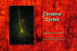 Cerebral
Cortex
Won Taek Lee, M.D. Ph.D.
Departmentof Anatomy,
Yonsei University College ofMedicine
 