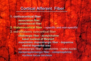 1. corticocortical fiber
association fiber
commissural fiber
2. thalamocortical fiber - specific and non-specific
3. extrathalamic subcortical fiber
cholinergic fiber - acetylcholine
basal nucleus of Meynert
mesolimbic dopaminergic fiber - dopamine
ventral tegmental area
serotonergic fiber – serotonine - raphe nuclei
norepinephrinergic fiber - norepinephrine
nucleus locus ceruleus
Cortical Afferent Fiber
 