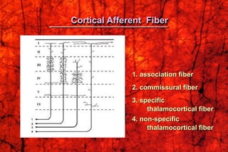 Cortical Afferent Fiber
1. association fiber
2. commissural fiber
3. specific
thalamocortical fiber
4. non-specific
thalamocortical fiber
 