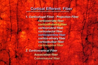 1. Corticofugal Fiber - Projection Fiber
corticostriate fiber
corticothalamic fiber
corticorubral fiber
corticotectal fiber
corticopontine fiber
cortico-olivary fiber
corticobulbar fiber
corticospinal fiber
2. Corticocortical Fiber
Association fiber
Commissural fiber
Cortical Efferent Fiber
 