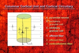 A. pyramidal neuron
B. excitatory
granular cell
C. inhibitory
granular cell
1. afferent fiber
2. efferent fiber
3. corticothalamic fiber
Columnar Cortical Unit and Cortical Circuitary
 