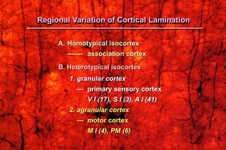 A. Homotypical isocortex
------- association cortex
B. Heterotypical isocortex
1. granular cortex
--- primary sensory cortex
V I (17), S I (3), A I (41)
2. agranular cortex
--- motor cortex
M I (4), PM (6)
Regional Variation of Cortical Lamination
 