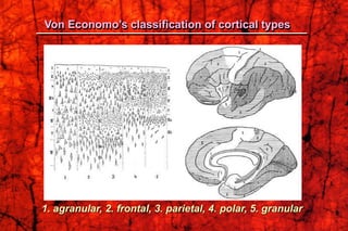 Von Economo’s classification of cortical types
1. agranular, 2. frontal, 3. parietal, 4. polar, 5. granular
 