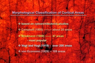  based on cytoarchitectonic studies
 Campbell (1905) -------- about 20 areas
 Brodmann (1909) ------ 47 areas
- most popular
 Vogt and Vogt (1919) - over 200 areas
 von Economo (1929) -- 109 areas
Morphological Classification of Cortical Areas
 