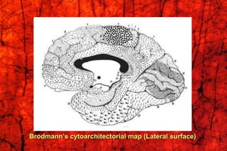 Brodmann’s cytoarchitectorial map (Lateral surface)
 
