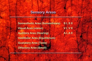 Somesthetic Area (Somesthesia) S I, S II
Visual Area (vision) V I, V II
Auditory Area (Hearing) A I, A II
Vestibular Area (Equilibrium)
Gustatory Area (Taste)
Olfactory Area (Smell)
Sensory Areas
 