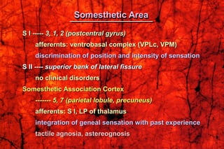 S I ----- 3, 1, 2 (postcentral gyrus)
afferernts: ventrobasal complex (VPLc, VPM)
discrimination of position and intensity of sensation
S II ---- superior bank of lateral fissure
no clinical disorders
Somesthetic Association Cortex
------- 5, 7 (parietal lobule, precuneus)
afferents: S I, LP of thalamus
integration of geneal sensation with past experience
tactile agnosia, astereognosis
Somesthetic Area
 