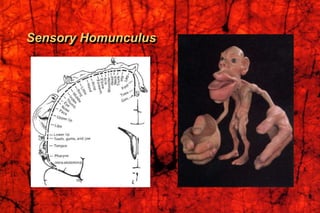 Sensory Homunculus
 