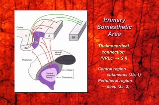 Thalmocortical
connection
(VPLc  S I)
Central region
--- cutaneous (3b, 1)
Peripheral region
--- deep (3a, 2)
Primary
Somesthetic
Area
 