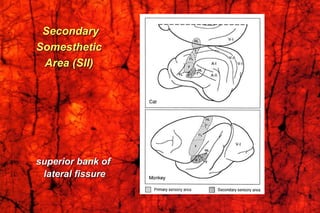 Secondary
Somesthetic
Area (SII)
superior bank of
lateral fissure
 