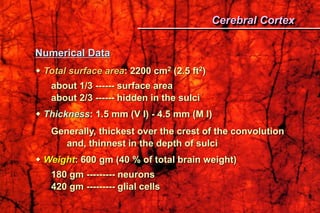 Numerical Data
 Total surface area: 2200 cm2 (2.5 ft2)
about 1/3 ------ surface area
about 2/3 ------ hidden in the sulci
 Thickness: 1.5 mm (V I) - 4.5 mm (M I)
Generally, thickest over the crest of the convolution
and, thinnest in the depth of sulci
 Weight: 600 gm (40 % of total brain weight)
180 gm --------- neurons
420 gm --------- glial cells
Cerebral Cortex
 
