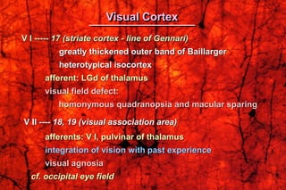 V I ----- 17 (striate cortex - line of Gennari)
greatly thickened outer band of Baillarger
heterotypical isocortex
afferent: LGd of thalamus
visual field defect:
homonymous quadranopsia and macular sparing
V II ---- 18, 19 (visual association area)
afferents: V I, pulvinar of thalamus
integration of vision with past experience
visual agnosia
cf. occipital eye field
Visual Cortex
 
