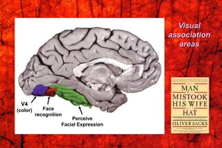 V4
(color) Face
recognition
Perceive
Facial Expression
Visual
association
areas
 