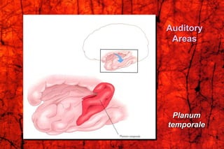 Auditory
Areas
Planum
temporale
 