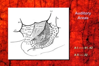 Auditory
Areas
A I ----- 41, 42
A II ---- 22
 