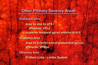 Vestibular Area
Area 3a and 2v of S I
afferents: VPLo
[superior temporal gyrus anterior to A I]
Gustatory Area
Area 43 (inferior end of postcentral gyrus)
afferents: VPMpc
Olfactory Area
Piriform Lobe - Limbic System
Other Primary Sensory Areas
 