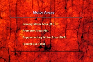 primary Motor Area (M I)
Premotor Area (PM)
Supplementary Motor Area (SMA)
Frontal Eye Field
Motor Areas
 