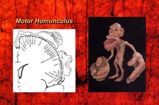 Motor Homunculus
 